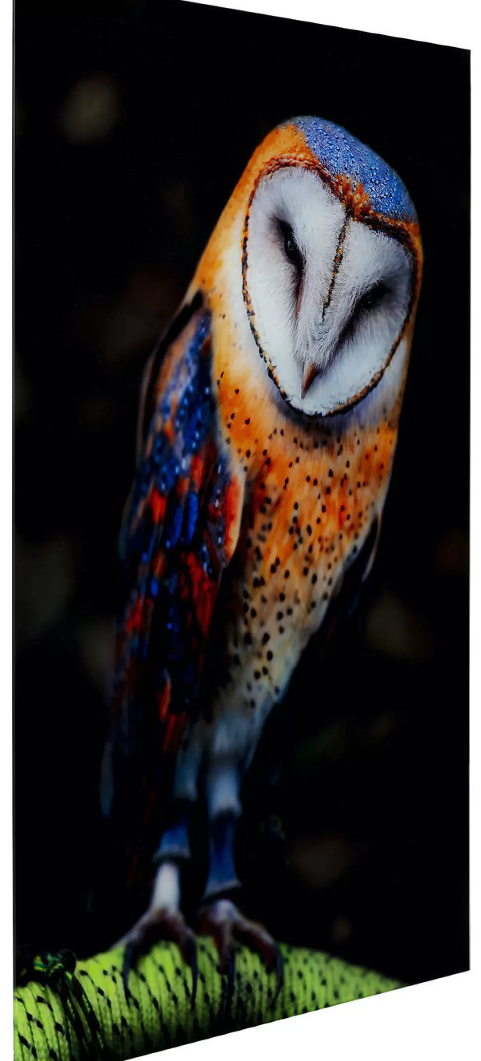 KARE Design Glasschilderij Cute Owl 120x80cm Store