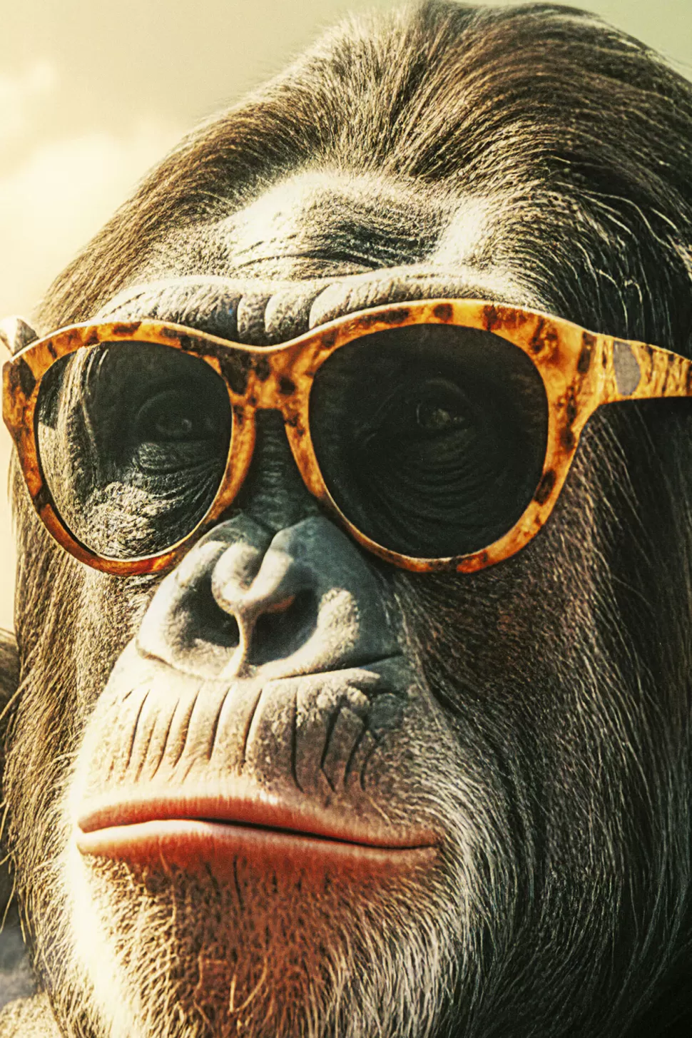 KARE Design Glasschilderij Holiday Monkey 80x60cm Hot